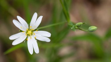 Beyaz çiçek başı ve daha az dikişli yeşil tomurcuklar. Stellaria graminesi. Bahar çimenlerinde narin bir yıldız otu tomurcuğu. Doğal arka planda narin kır çiçeklerine yakın çekim. Seçici odak.