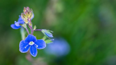 Bulanık yeşil arka planda mavi Alman yarış çiçeğine yakın plan. Veronica Chamaedrys. Hassas küçük çiçek ve kuş gözü tomurcuğu ya da melankoli sahnesinde kedi gözü otu. Seçici odak.