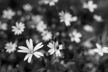 Çiçekli bahar otlağında siyah beyaz yıldız otu. Stellaria graminesi. Güzel çiçek arkaplanı ve narin yabani otlar. Sanatsal teselli, doğal sahne. Seçici odaklanma, bokeh.