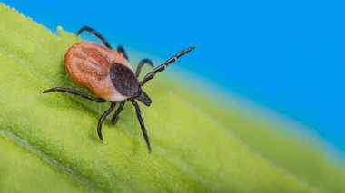 Gökyüzü arka planında yeşil çimlerde gizlenen geyik kenesi. Ixodes ricinus veya skapularis. Doğadaki tehlike. Parazit böcek doğal bir yaprak üzerinde sürünüyor. Bakteriyel ve viral enfeksiyon taşıyıcısı.