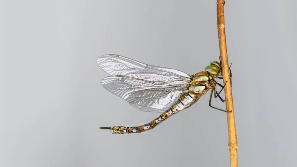 Weibliche Wanderfalken Libellenprofil Auf Stock Isoliert Auf Grauem Hintergrund Aeshna — Stockfoto