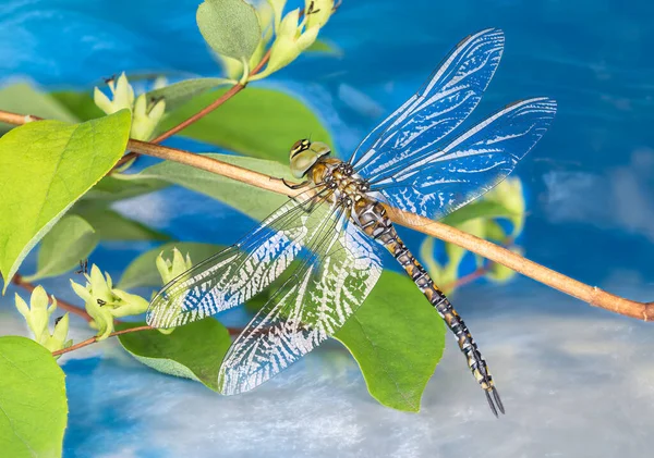 Weibliche Wanderlibelle Auf Zweigen Mit Grünen Blättern Über Blauem Bach — Stockfoto