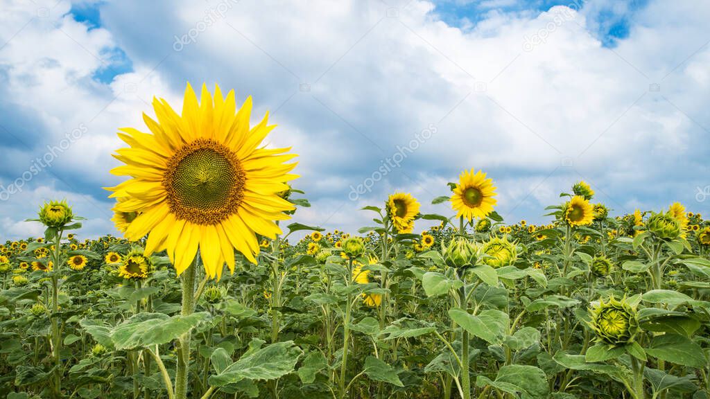 Common sunflower field with yellow flowers and green opening buds. Helianthus annuus. Tall herb with beautiful bloom, medicinal petals and healthy seeds. White clouds on blue sky. Full depth of field.