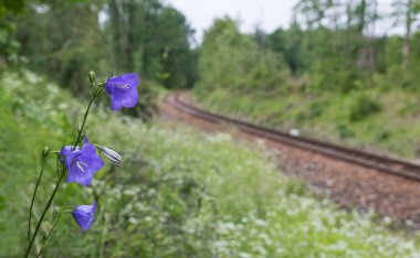 Demiryolu arka planında şeftali yapraklı çan çiçeğinin yakın plan görüntüleri. Campanula persisifolia. Güzel mavi-mor çiçek ve orman manzarasında tek raylı yol. Güney Bohemya. Seçici odaklanma. Eko.