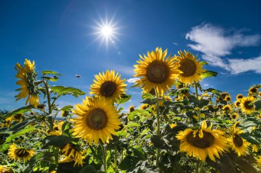 Ay çiçekleri yaz sıcağında mavi gökyüzünde güneş ışınlarıyla açar. Helianthus Annuus. Güneşli sarı çiçekli ve tatlı uçan bal arılı sanat sahnesi. Kırsal alanda uzun şifalı bitkiler. Tozlaşma.