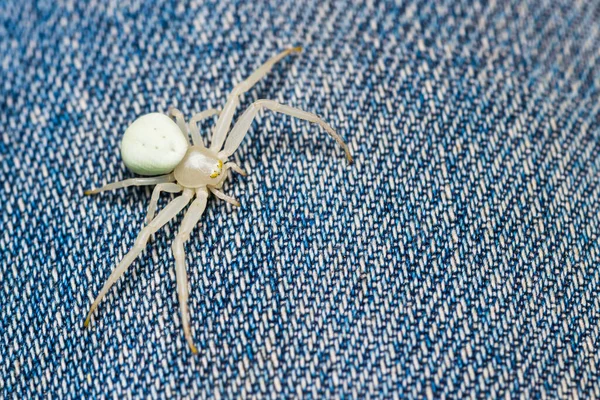 Cute white flower crab spider on denim texture. Misumena vatia. Beautiful small arachnid of unusual look crawling on a jeans detail. Closeup of female insect on blue fabric background with copy space.