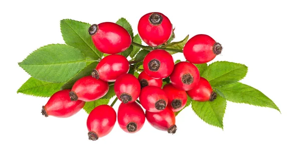 Red Rose Hips Briar Sprig Green Leaves Isolated White Background — Stock Photo, Image