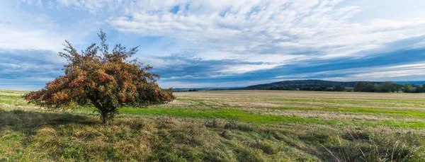 Lonely Common Hawthorn Tree Panoramic Landscape Crataegus Monogyna Beautiful Quickthorn — Stock Photo, Image