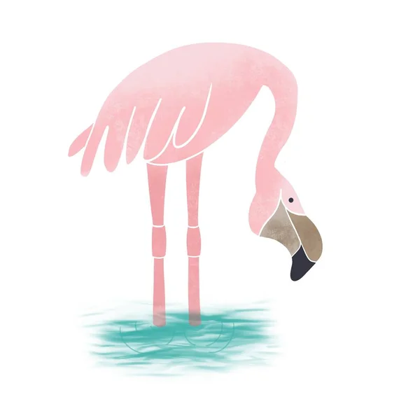 Pembe Flamingo Beyaz Arka Planda Izole Edilmiş Egzotik Tropikal Kuş — Stok fotoğraf