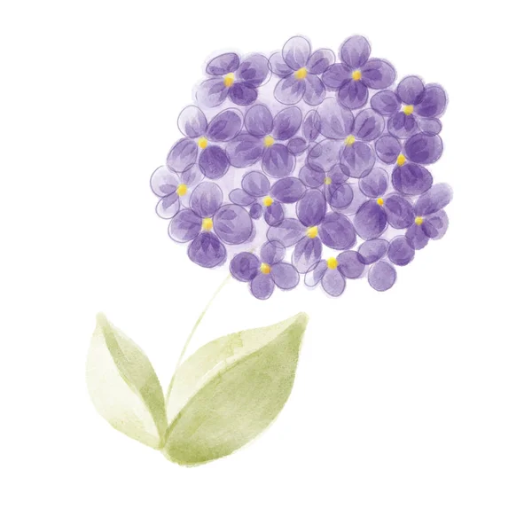 Illustration Aquarelle Fleur Hortensia Violette Illustration Numérique Botanique — Photo