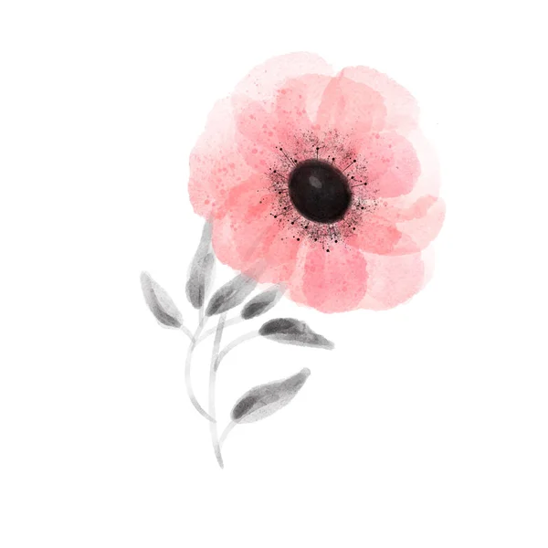 Akvarel Růžová Sasanka Květiny Botanická Digitální Ilustrace — Stock fotografie