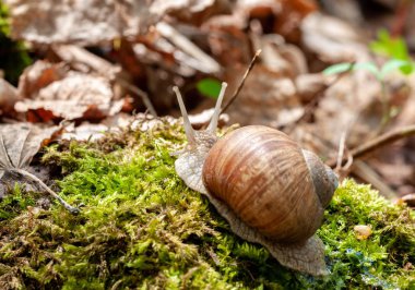 ormanda yosun salyangoz