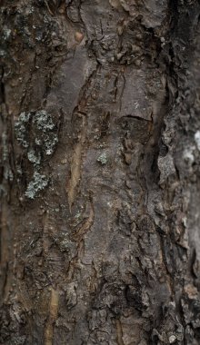 Ağaç kabuğu yakın. Arka plan ve doku dekorasyonu için ağaç kabuğu. 