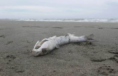 ölü balık ceset soliter bir kıyısında