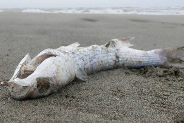 ölü balık ceset soliter bir kıyısında