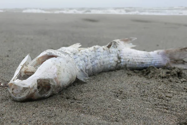 Cadavere Pesce Morto Una Riva Solitaria — Foto Stock