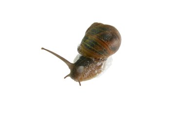 Bahçe salyangoz, beyaz arka plan üzerinde Helix aspersa