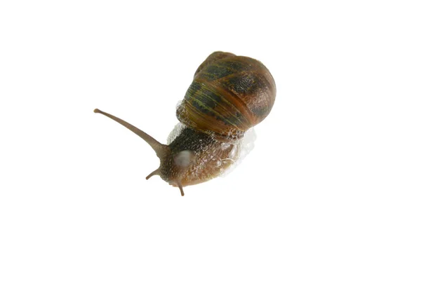 Garden Snail Helix Aspersa Sobre Fundo Branco — Fotografia de Stock