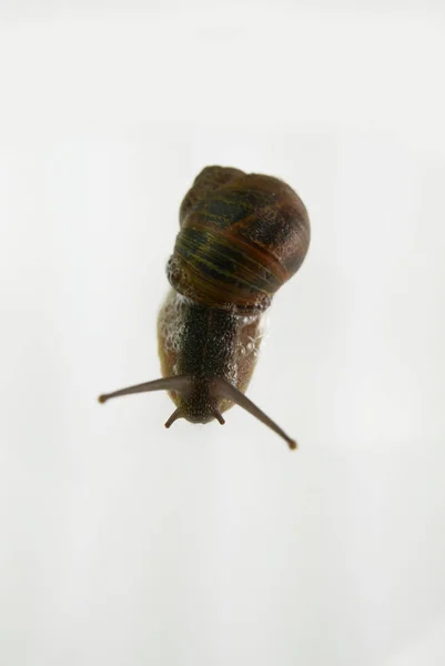 Garden Snail Helix Aspersa Белом Фоне — стоковое фото