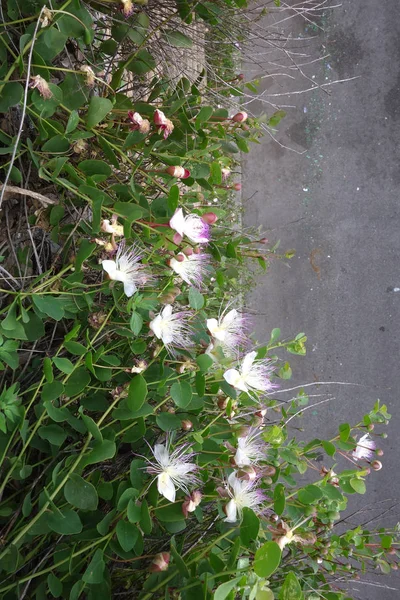 Capparis Spinosa Caper Bush Aka Flinders Rose Met Roze Witte — Stockfoto