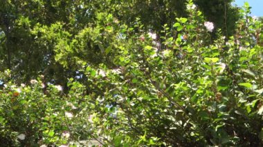Capparis spinosa, kapari bush, aka Flinders rose, pembemsi beyaz çiçekli