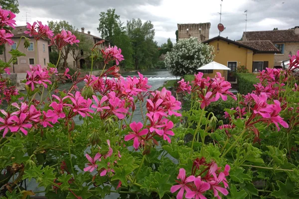 Selektivní Fokus Pelargónie Květiny Borghetto Itálie — Stock fotografie