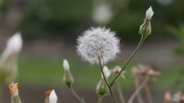 Dandelion (karahindiba officinale), aka kurtmantarı, aslan'ın baş ve keşiş kafa, tamamlayınca antik Roma Tiyatrosu içinde büyüyen çiçekli ot