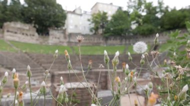 Dandelion (karahindiba officinale), aka kurtmantarı, aslan'ın baş ve keşiş kafa, tamamlayınca antik Roma Tiyatrosu içinde büyüyen çiçekli ot