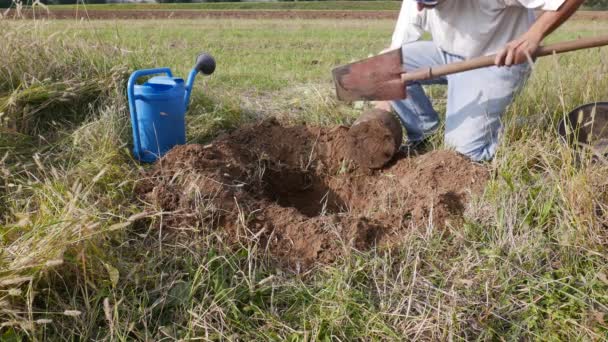 Homme Travaillant Dans Jardin Plantation Abricot — Video