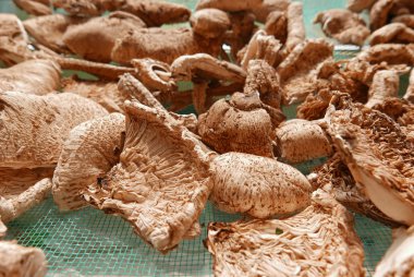 Kurutulmuş mantar, geleneksel mevsimlik gıda madde arka plan