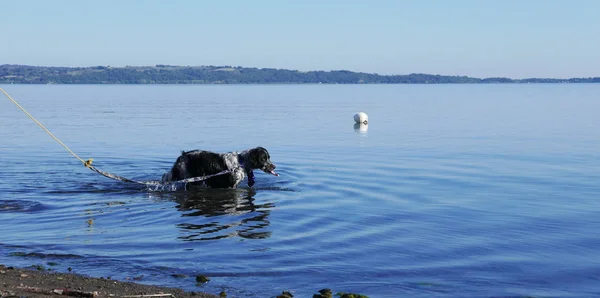 Английский Сеттер Собак Поводке Озере — стоковое фото