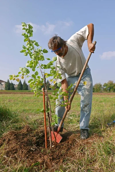 Mann Arbeitet Garten Und Pflanzt Einen Baum — Stockfoto