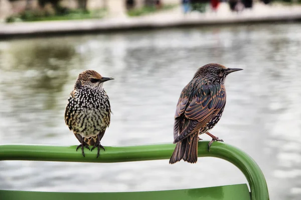 Sturnus Vulgaris Evropská Špačci Veřejném Parku — Stock fotografie