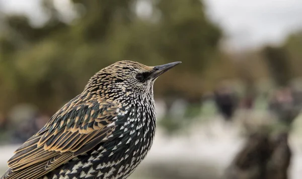 Sturnus Vulgaris Genel Bir Parkta Avrupa Sığırcık — Stok fotoğraf