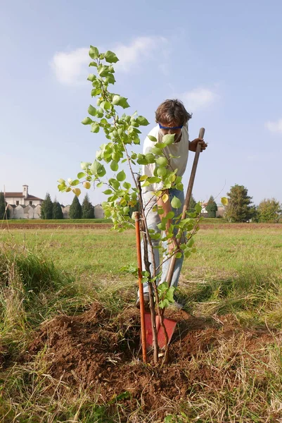 Uomo Che Lavora Nel Giardino Piantare Albero Albicocche — Foto Stock