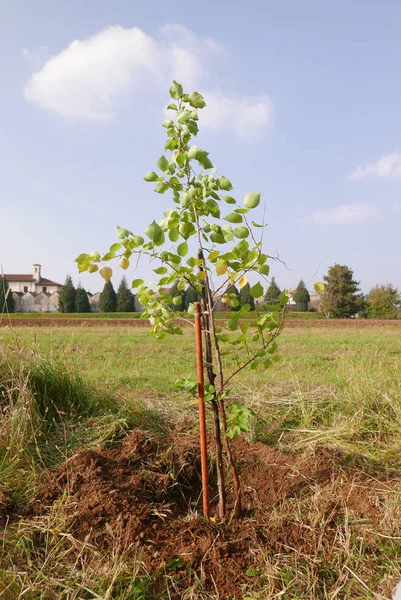 Relocating New Apricot Tree Reforestation Concept — Stock Photo, Image