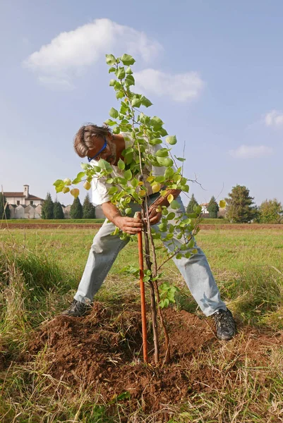 Man Staking New Apricot Tree Garden — Stock Photo, Image