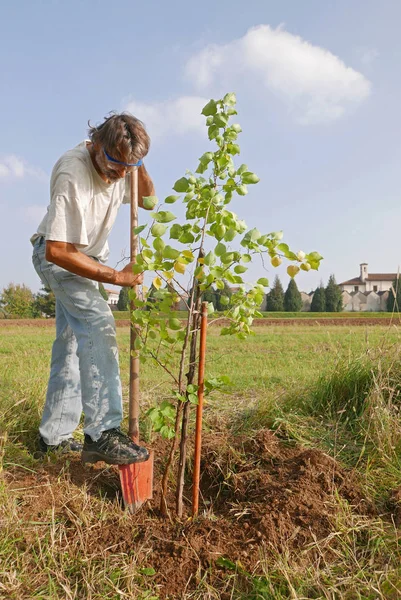Muž Pracuje Zahradě Výsadba Meruňkový Strom — Stock fotografie