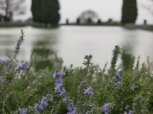 Rosmarinblütenpool — Stockfoto