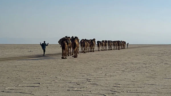 ダナキル砂漠エチオピア — ストック写真