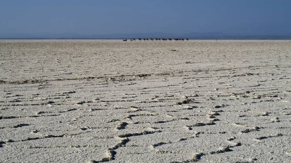 Danakil öken Etiopien — Stockfoto