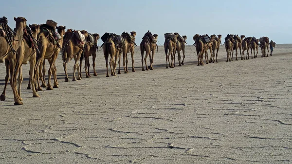 ダナキル砂漠エチオピア — ストック写真