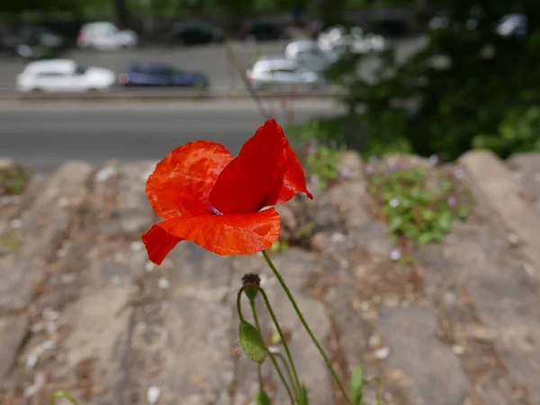 Blommor på kullen Aventine i Rom — Stockfoto