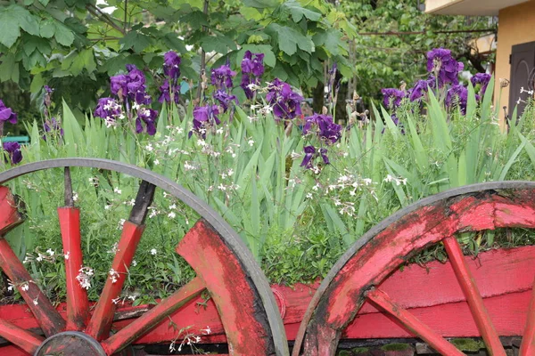 紫色的花朵在老质朴的推车轮 — 图库照片