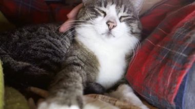 kanepede uyuyan kedi ve mutlu adam