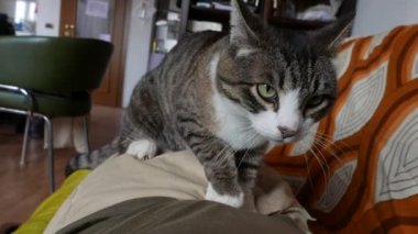 kedi adam, kanepede dostluk pençeleri iter