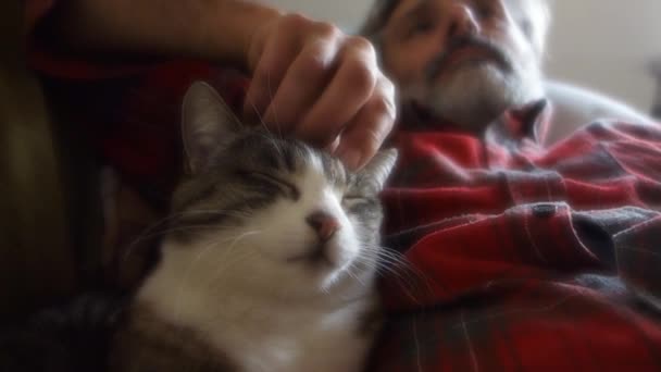 Durmiendo Gato Feliz Hombre Sofá — Vídeos de Stock