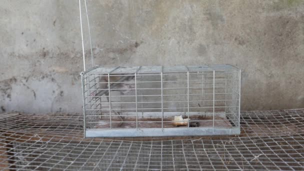 Grey Rat Trapped Metal Cage — Stock Video