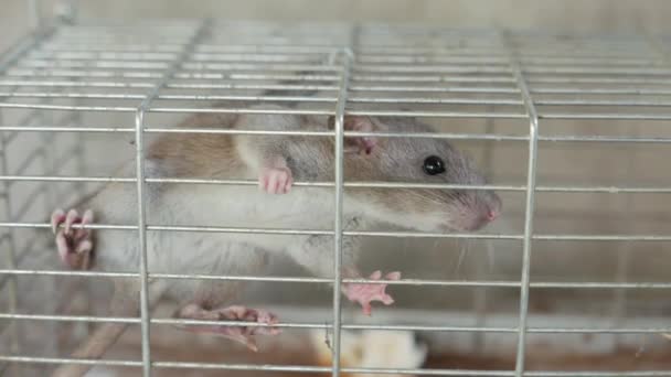 金属製の檻に閉じ込められた灰色のネズミ — ストック動画