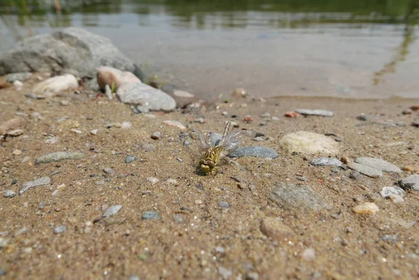 Dragon Fly op rivier rand — Stockfoto